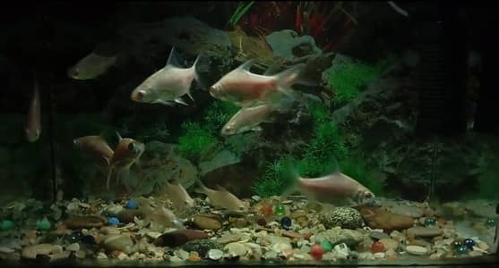 Albino Tinfoil Barbs For Sale