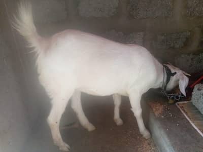 ek tade gulabi bakri h 10 se 11 maha ke hogi