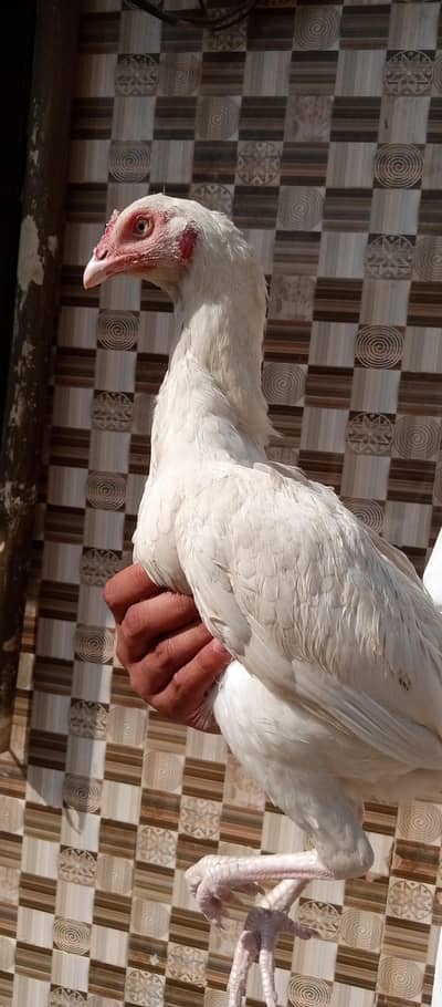 High Quality Heera Female eggs de rhe ha