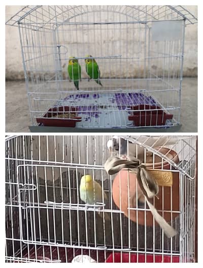 budgie pair with new cage