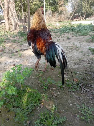 Top Quality Aseel Murgha – Full Sehatmand – Ready to Sell