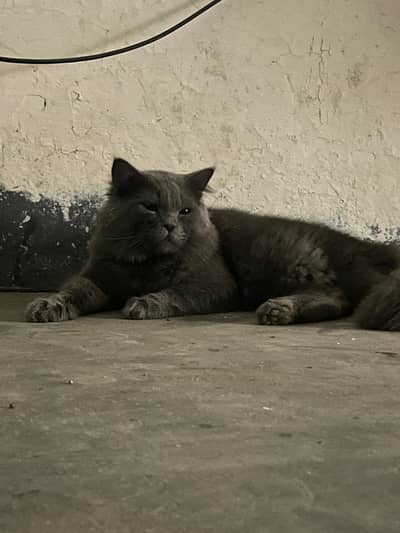 MOST DEMANDING COLOR GREY  