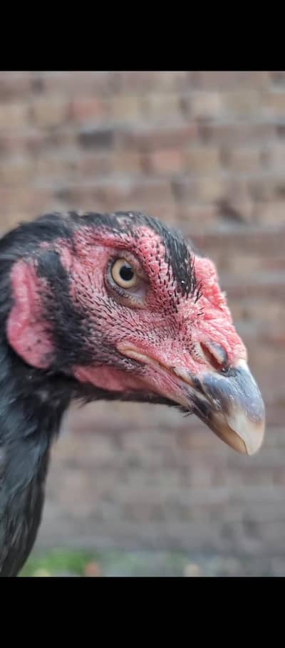 aseel bread 03176010266