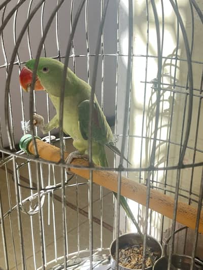 Raw Parrot With Cage