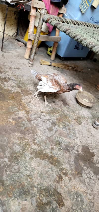 full active Mashallah