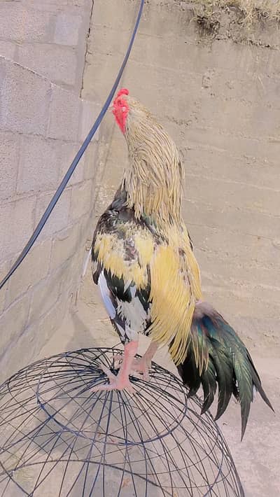 Sawa Aseel Miawali breedar