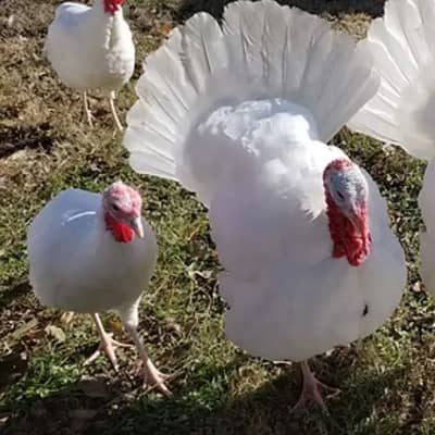 White turkey pair available for sale