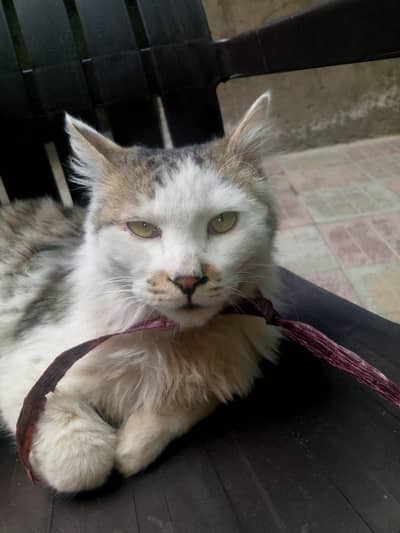 Triple colour male cuty cat 03091046358