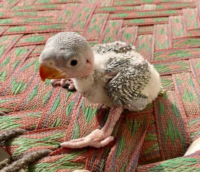 Raw Parrot chiks