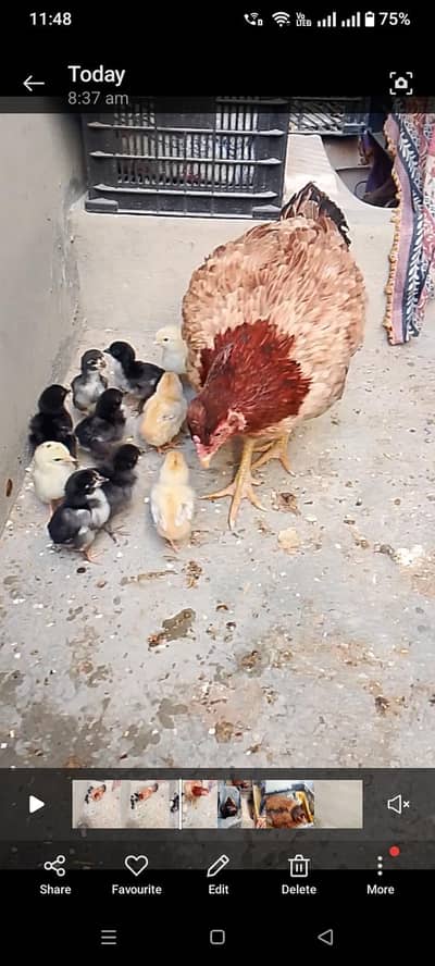 Aseel broody hens with chicks