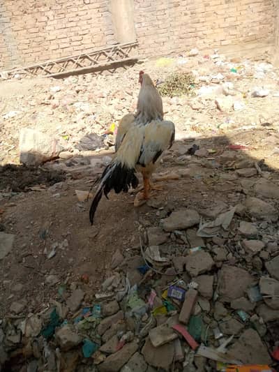 boht achi chez hy full feter