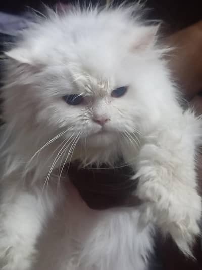 Persian female semi punch triple cot  cat