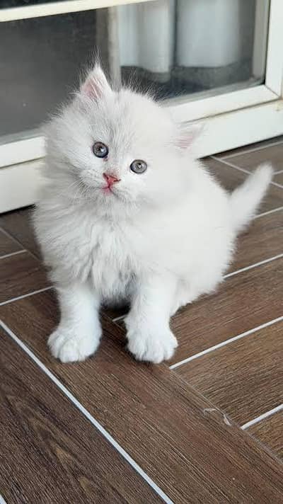 White 3riple cotted Pershion kitten 100%