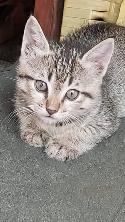 Cute 1 Month Old Female Tabby Kitten