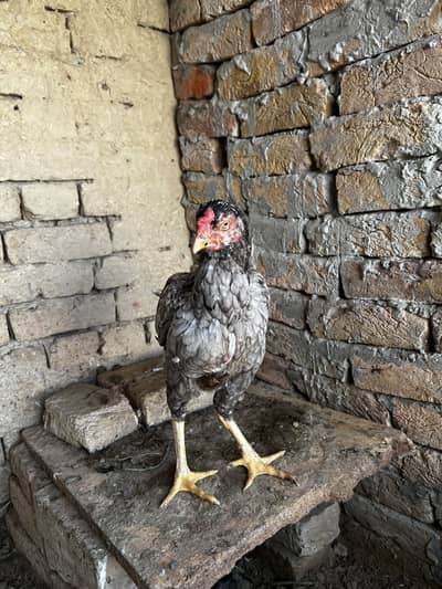 Aseel madi kruk bule