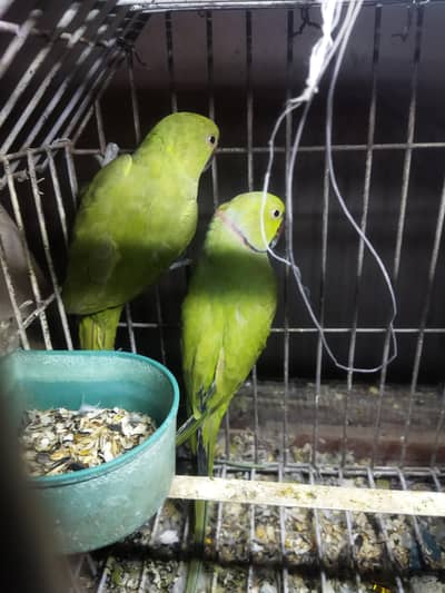 Adult Ringneck Parrots Pair For Sale _  Healthy and Friendly