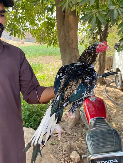 whats app number pa rabta kro 0317.968. 2115