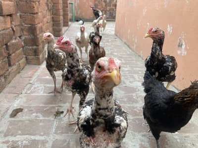 Aseel Pathey or Pathiyan for sale