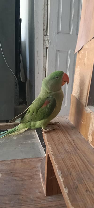 Pahari parrot 