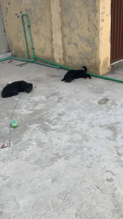 Black german shephard puppy home breed