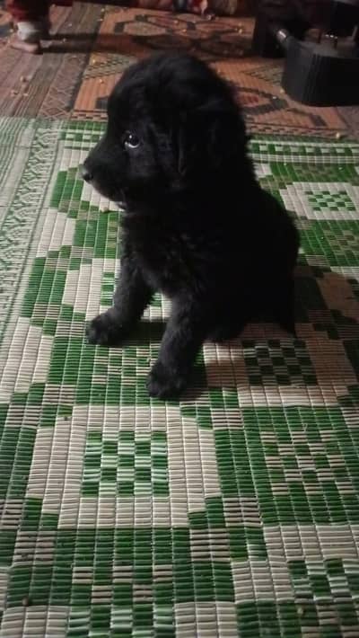 Black german shephard puppy home breed