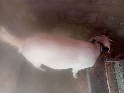 ek tadi gulabi bakre h