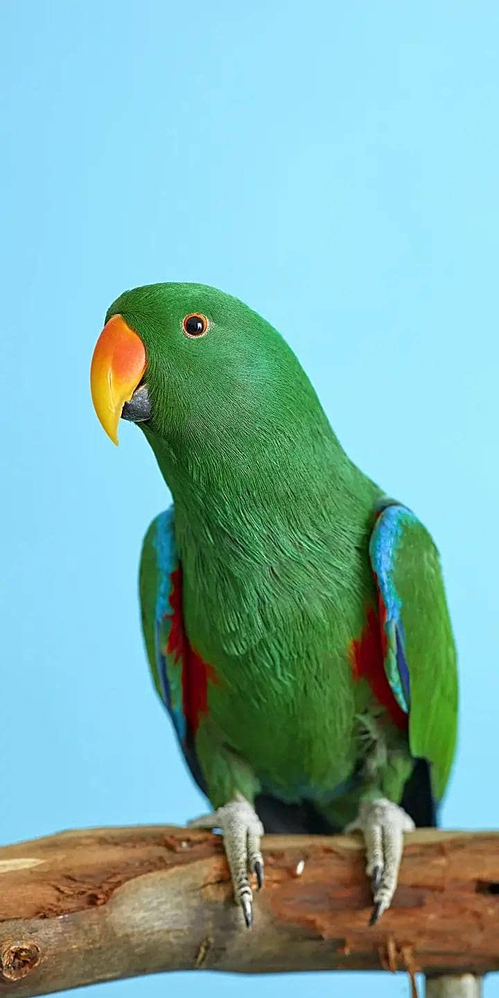 parrot  0