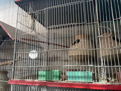 Full Set-Up for sale