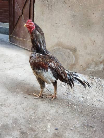 Only serious buyers rabta krein.