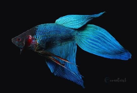 Betta