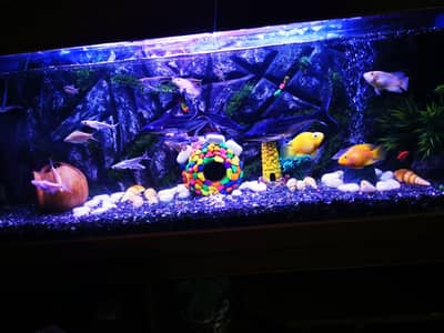 fish aqurim 4ft 3d background just 3 month new