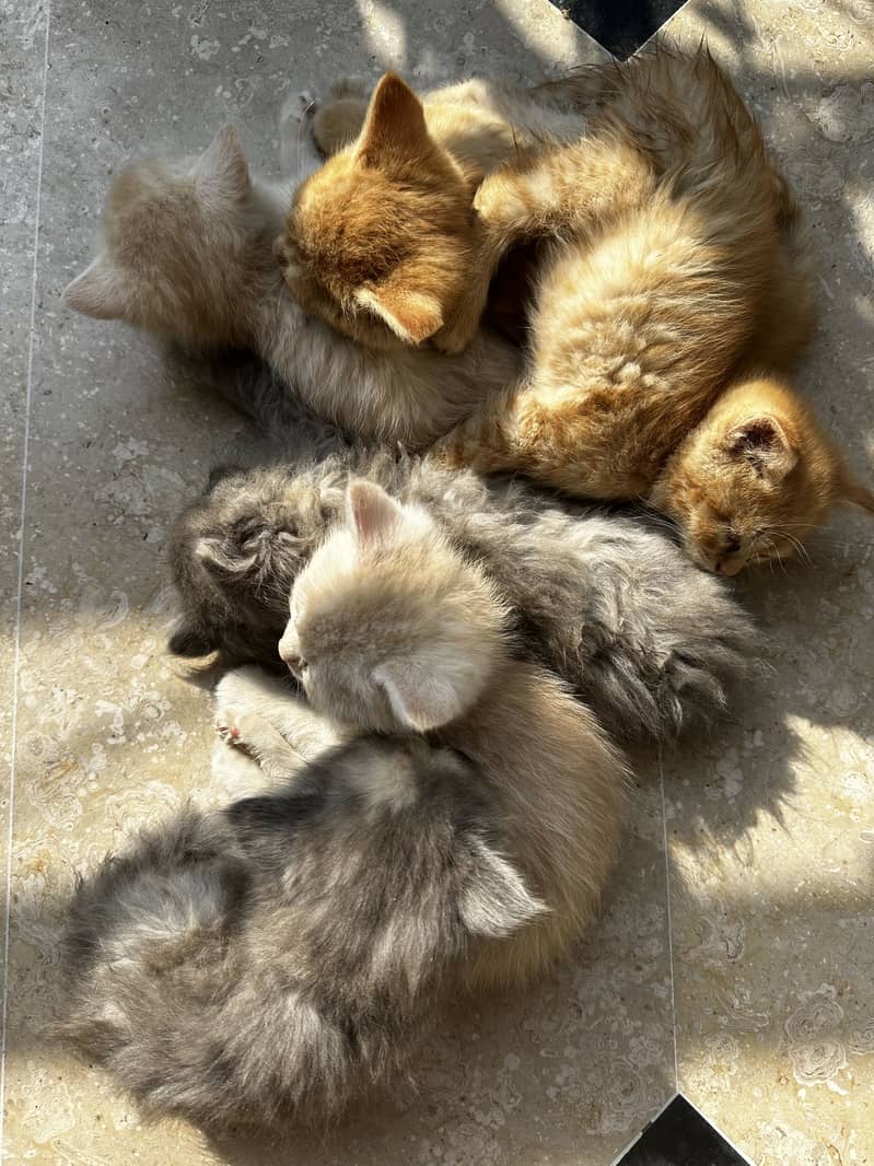 5 kittens 3