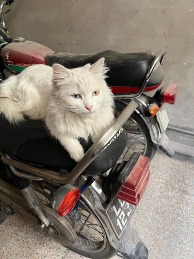 Urgent Sale Female Persian Vacinated