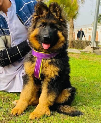 German shepherd puppy