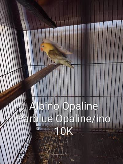 Complete Setup for Sale | Breeder Pairs | Mix Lovebirds | Cages