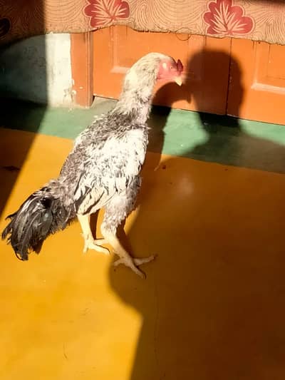 Jaga Nahi h . Rakhne ki tabhi sell kraa hoo