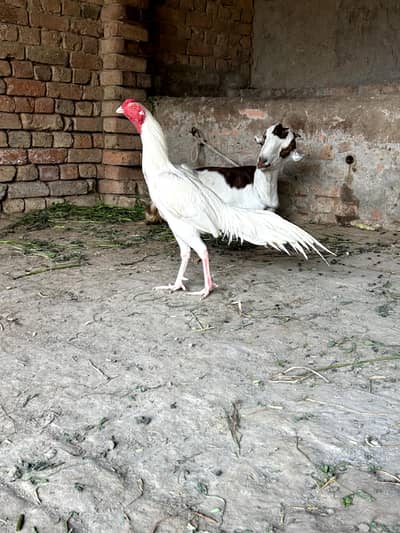 paper white heera Aseel murgha