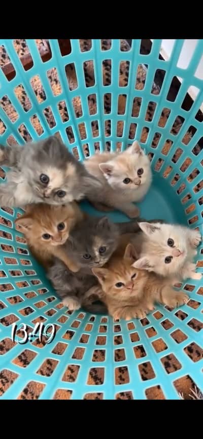 5 kittens