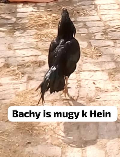 Aseel murgy ky bachy whatsapp 03091819100