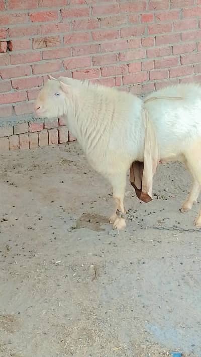 رشین ٹیڈی اور بیتل