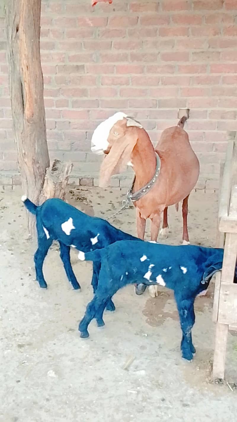 رشین ٹیڈی اور بیتل 1