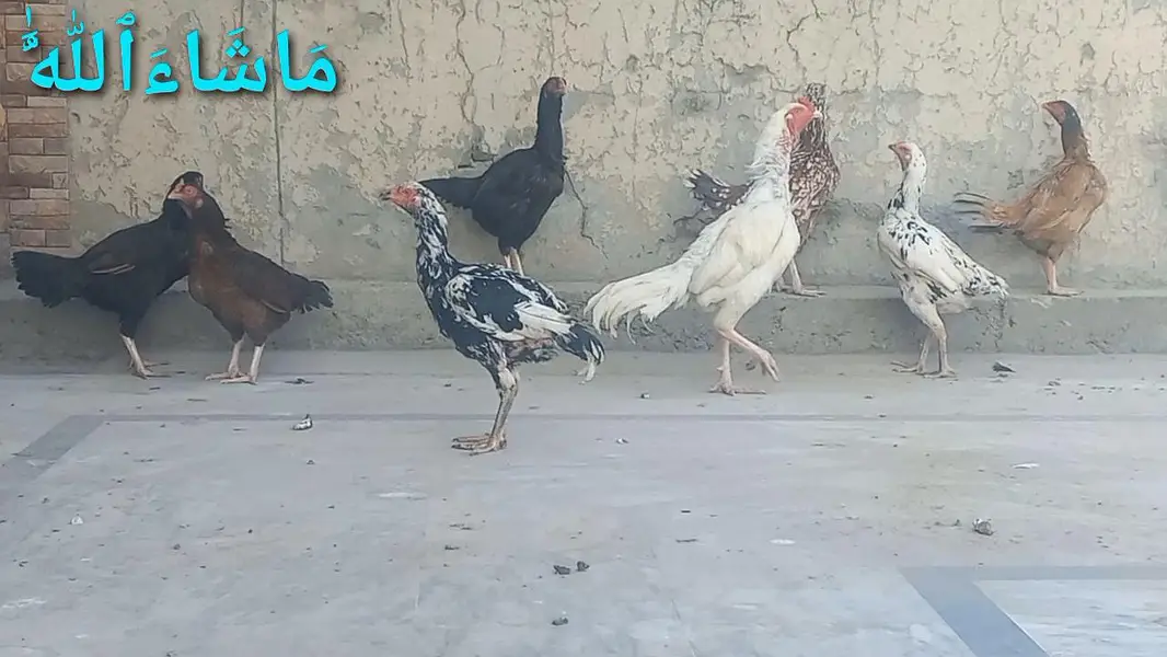 Heera | White Buff | Golden Buff | Pakistani Aseel | Eggs 03204143422 — photo 4