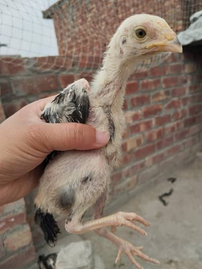 aseel chicks (burmi pakoye + pakistani)