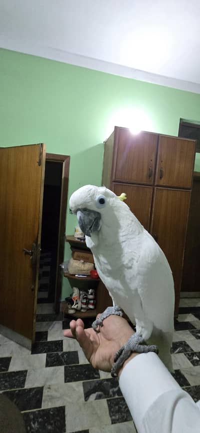 cockatoo