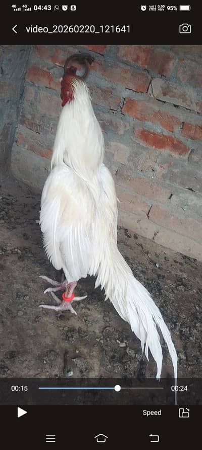 kana white Heera murga for sel