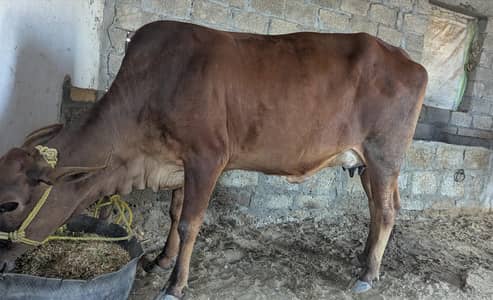 Young sahiwal cross cow for sale with bachra