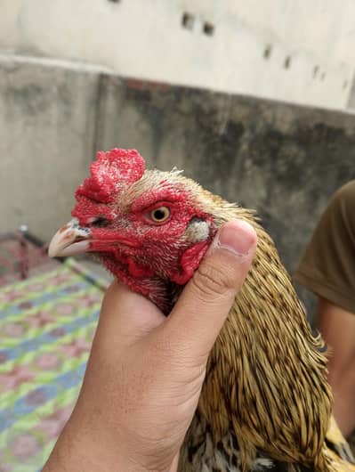 aseel breeder for sale 03147322389