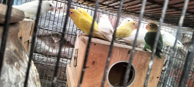 albino red eyes albino black eyes cremino red eyes and par belu