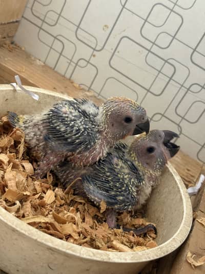 Sunconure chicks  Red factor
