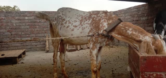 makhi chini bakri for sale